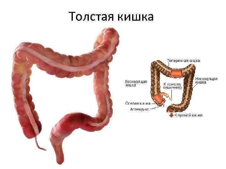 Толстая кишка начинается