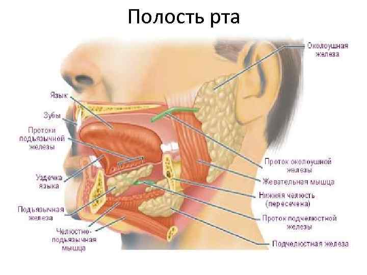 Полость рта 