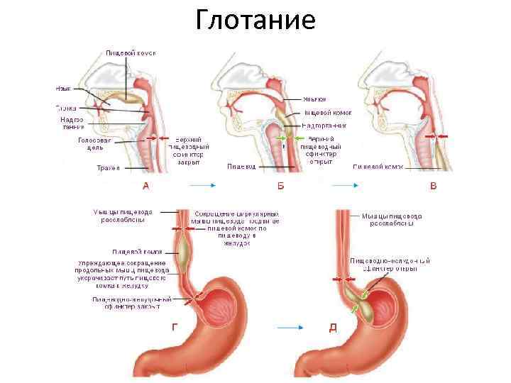 Глотание 