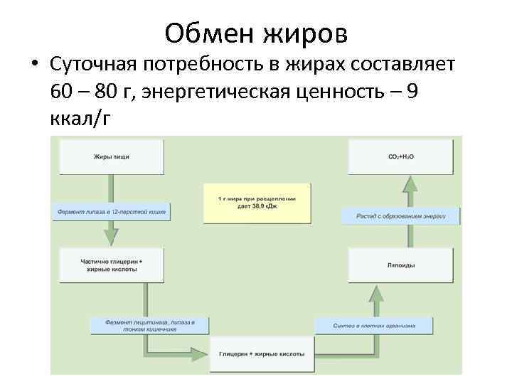 Обмен жиров • Суточная потребность в жирах составляет 60 – 80 г, энергетическая ценность