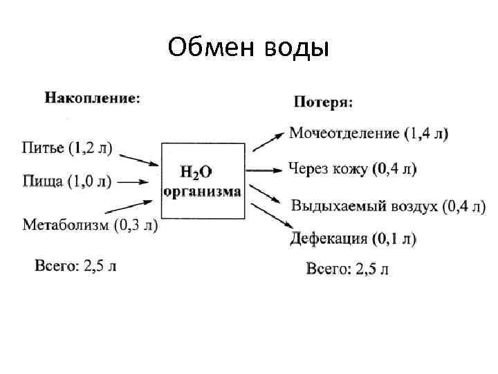 Обмен с окружено. Обмен воды схема. Обмен воды в организме. Обмен воды в организме таблица. Белковый обмен + вода.