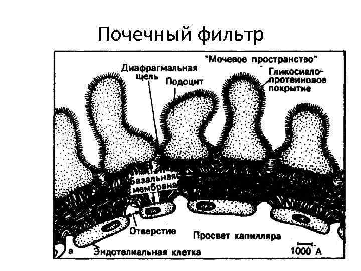 Почечный фильтр 