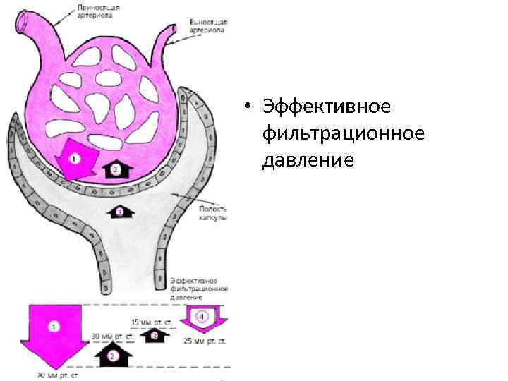 • Эффективное фильтрационное давление 