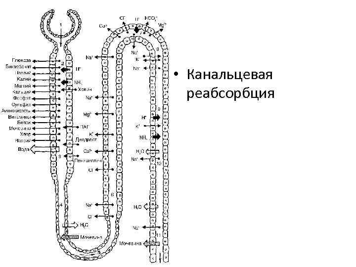  • Канальцевая реабсорбция 