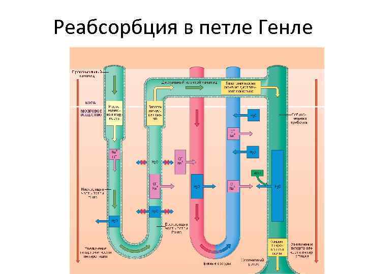 Реабсорбция в петле Генле 