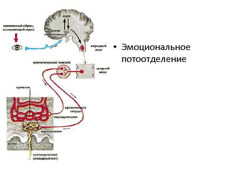  • Эмоциональное потоотделение 