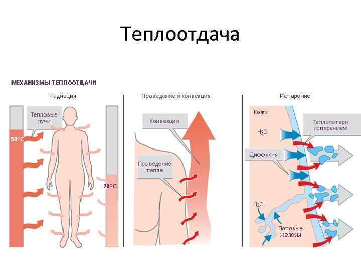 Теплоотдача 