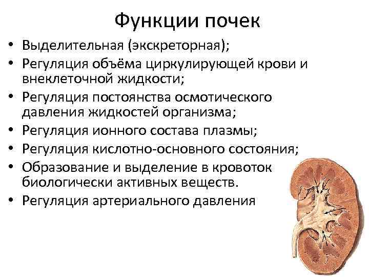 Схема функции почек