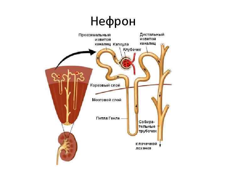 Нефрон 