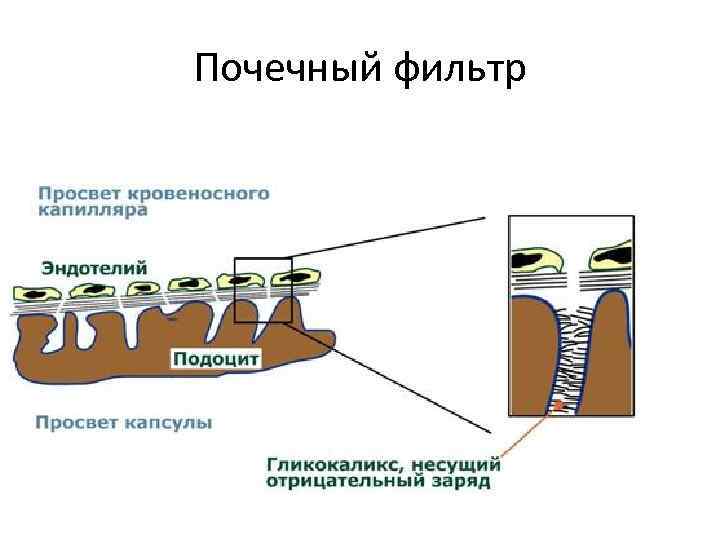 Почечный фильтр 