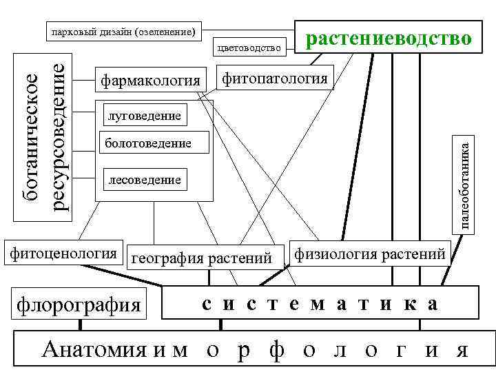 парковый дизайн (озеленение) фармакология растениеводство фитопатология луговедение болотоведение палеоботаника ботаническое ресурсоведение цветоводство лесоведение фитоценология