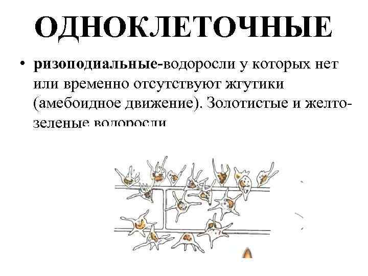 ОДНОКЛЕТОЧНЫЕ • ризоподиальные-водоросли у которых нет или временно отсутствуют жгутики (амебоидное движение). Золотистые и