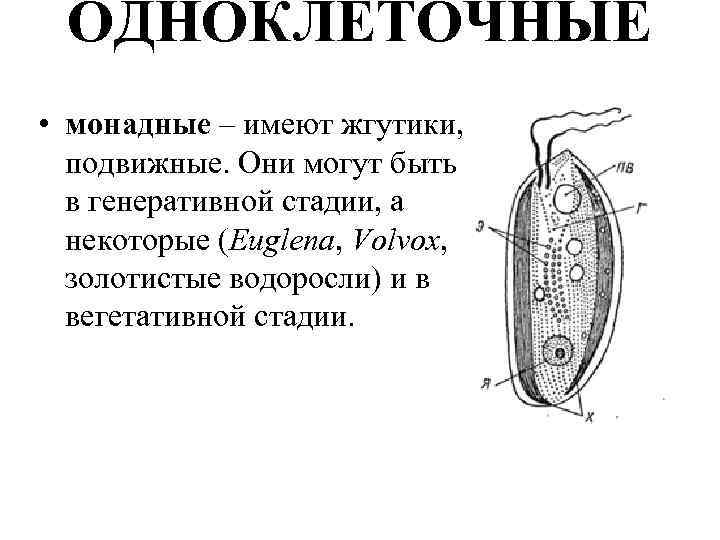 ОДНОКЛЕТОЧНЫЕ • монадные – имеют жгутики, подвижные. Они могут быть в генеративной стадии, а