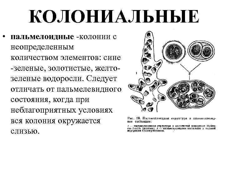 КОЛОНИАЛЬНЫЕ • пальмелоидные -колонии с неопределенным количеством элементов: сине -зеленые, золотистые, желтозеленые водоросли. Следует