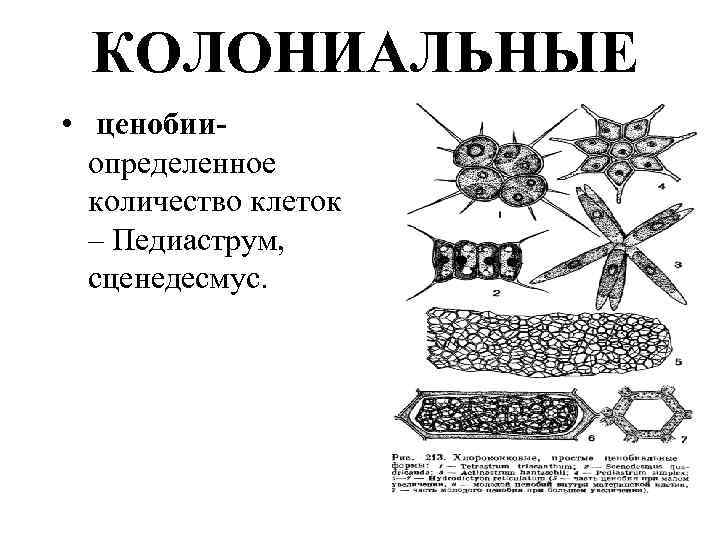 КОЛОНИАЛЬНЫЕ • ценобииопределенное количество клеток – Педиаструм, сценедесмус. 