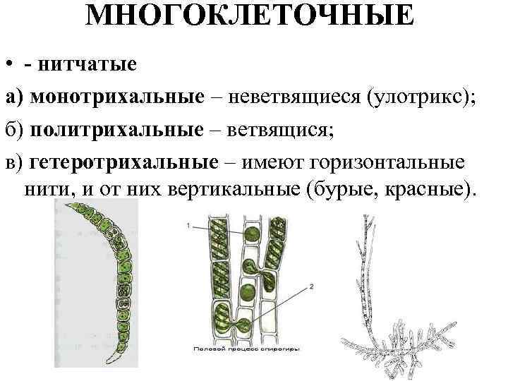 МНОГОКЛЕТОЧНЫЕ • - нитчатые а) монотрихальные – неветвящиеся (улотрикс); б) политрихальные – ветвящися; в)