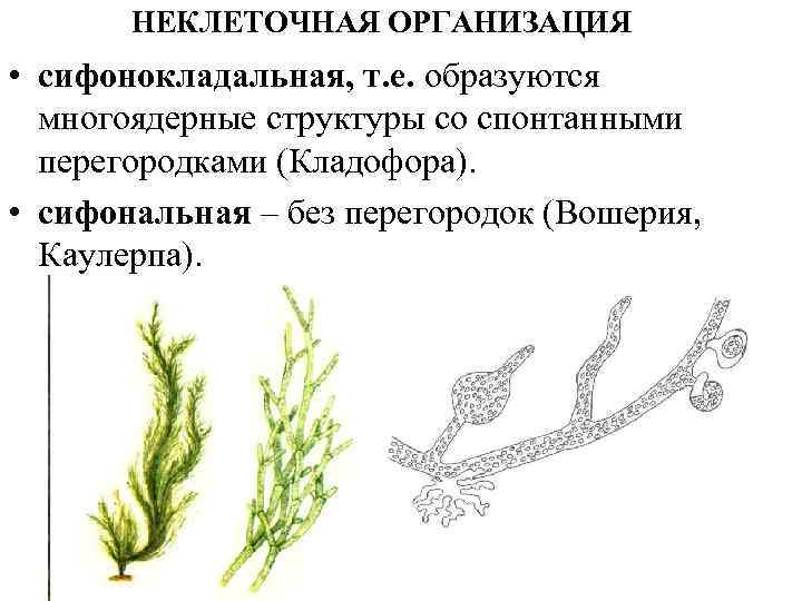 НЕКЛЕТОЧНАЯ ОРГАНИЗАЦИЯ • сифонокладальная, т. е. образуются многоядерные структуры со спонтанными перегородками (Кладофора). •