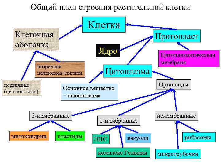 Общий план строения растительной клетки Клетка Клеточная оболочка Протопласт Ядро вторичная целлюлоза+лигнин первичная (целлюлозная)