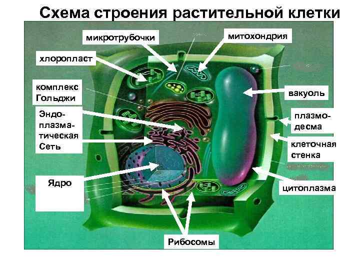 Схема строения растительной клетки митохондрия микротрубочки хлоропласт комплекс Гольджи вакуоль Эндоплазматическая Сеть плазмодесма клеточная