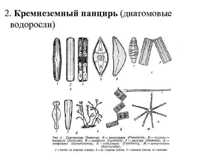  2. Кремнеземный панцирь (диатомовые водоросли) 