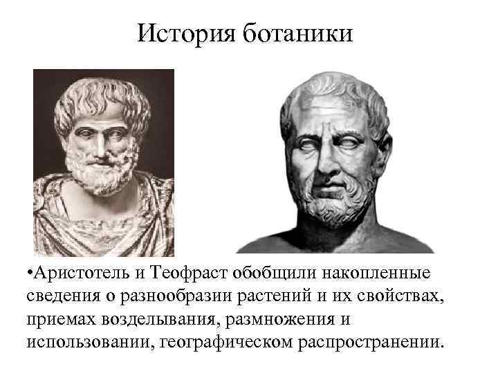 История ботаники • Аристотель и Теофраст обобщили накопленные сведения о разнообразии растений и их