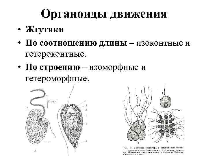 Органоиды движения • Жгутики • По соотношению длины – изоконтные и гетероконтные. • По