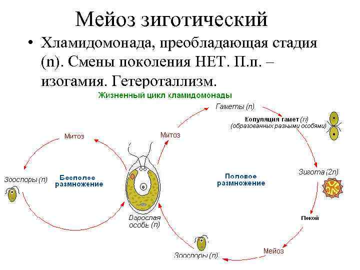 Мейоз зиготический • Хламидомонада, преобладающая стадия (n). Смены поколения НЕТ. П. п. – изогамия.