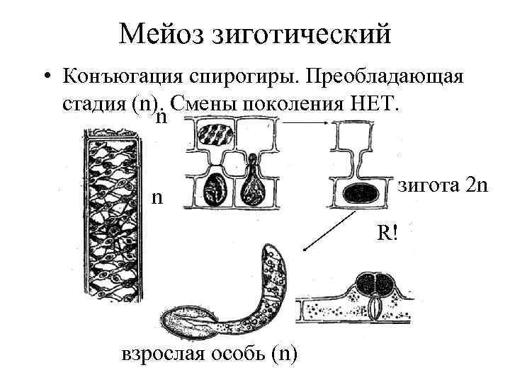 Мейоз зиготический • Конъюгация спирогиры. Преобладающая стадия (n). Смены поколения НЕТ. n n зигота