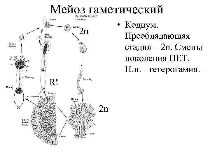 Мейоз гаметический • Кодиум. Преобладающая стадия – 2 n. Смены поколения НЕТ. П. п.