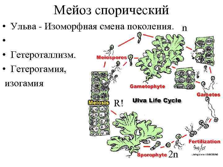 Мейоз спорический • Ульва - Изоморфная смена поколения. n • • Гетероталлизм. • Гетерогамия,