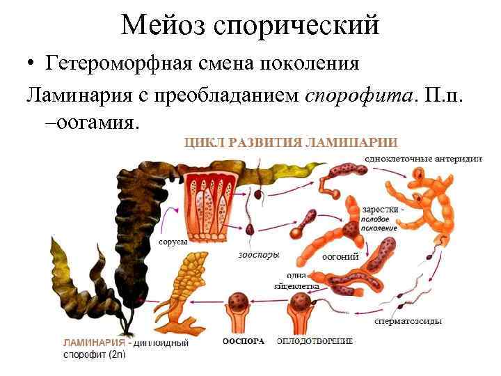 Мейоз спорический • Гетероморфная смена поколения Ламинария с преобладанием спорофита. П. п. –оогамия. 