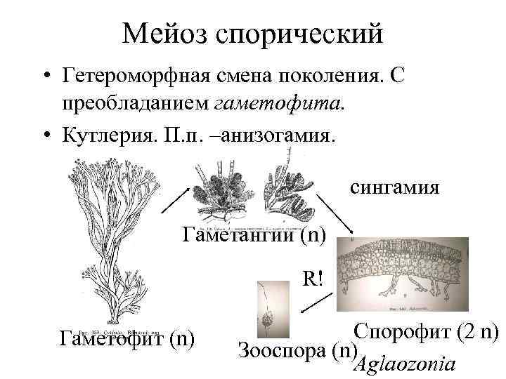 Мейоз спорический • Гетероморфная смена поколения. С преобладанием гаметофита. • Кутлерия. П. п. –анизогамия.