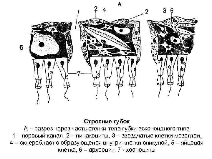 Клеточные элементы