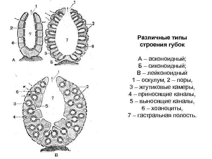 Зарисуйте схему строения губки подпишите основные части опишите особенности внешнего строения губки