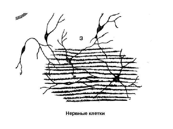 Нервные клетки 