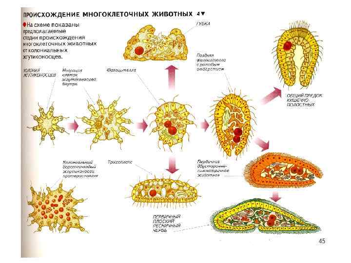 Какие этапы развития многоклеточных животных