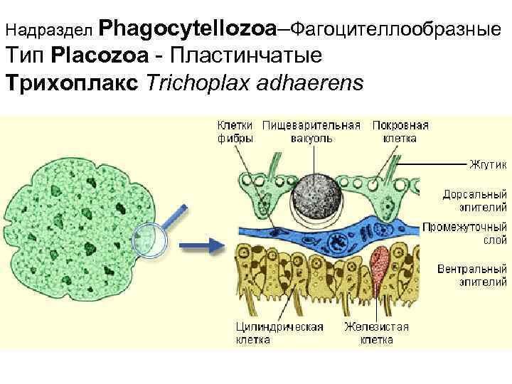 Надраздел Phagocytellozoa–Фагоцителлообразные Тип Placozoa - Пластинчатые Трихоплакс Trichoplax adhaerens 