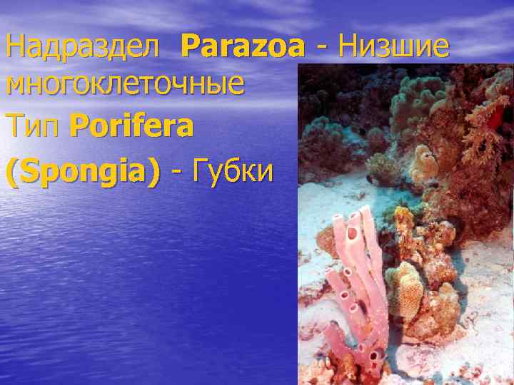 Надраздел Parazoa - Низшие многоклеточные Тип Porifera (Spongia) - Губки 