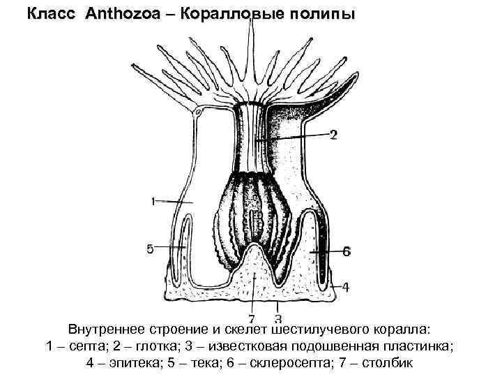 Класс Anthozoa – Коралловые полипы Внутреннее строение и скелет шестилучевого коралла: 1 – септа;
