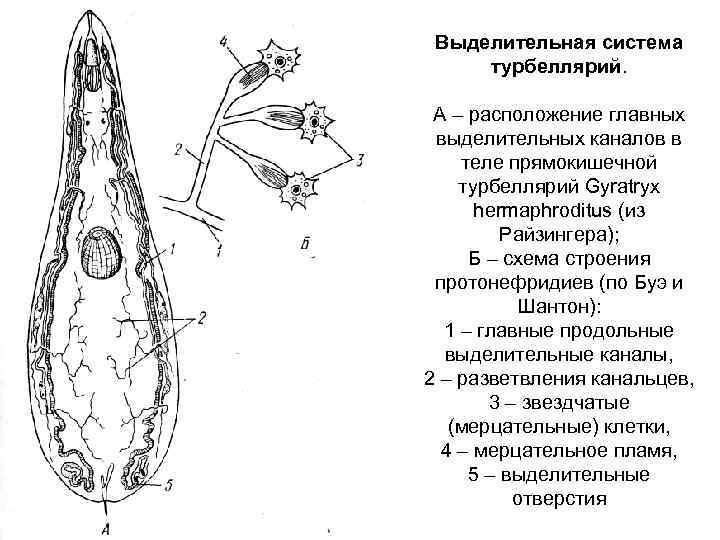 Протонефридии у каких животных