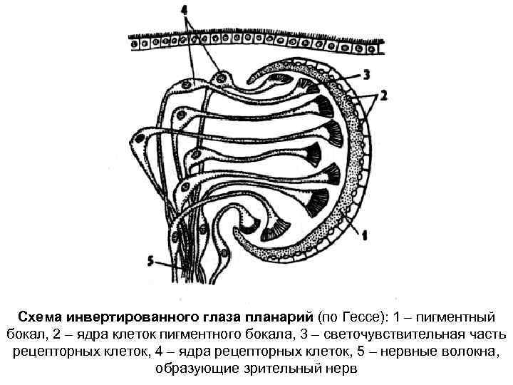 Схема инвертированного глаза планарий (по Гессе): 1 – пигментный бокал, 2 – ядра клеток