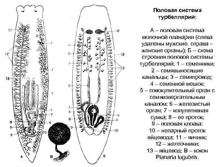 Плоские черви размножение. Половая система турбеллярий. Строение половой системы планарии. Ресничные черви половая система. Половая система ресничного червя.