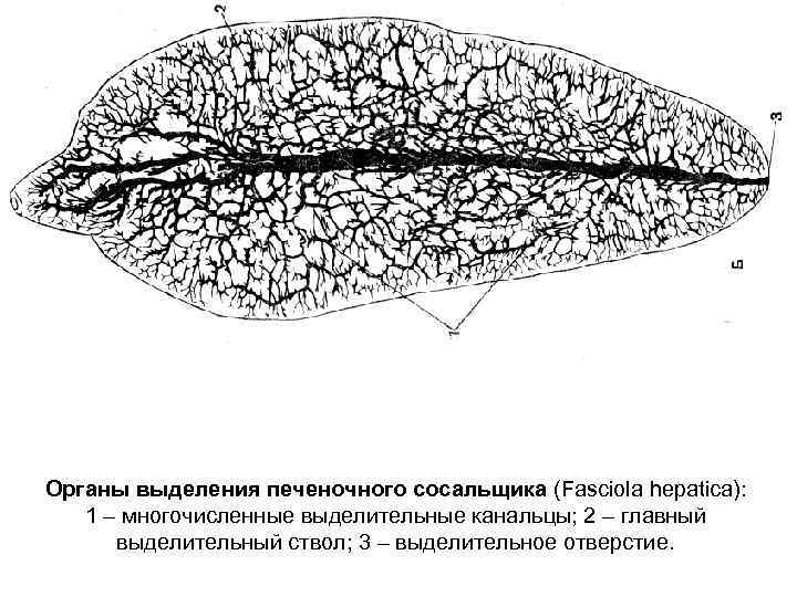 Органы печеночного сосальщика