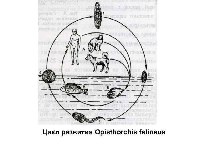 Описторхоз жизненный цикл схема