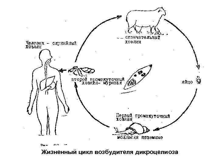 Схема жизненного цикла ланцетовидного сосальщика