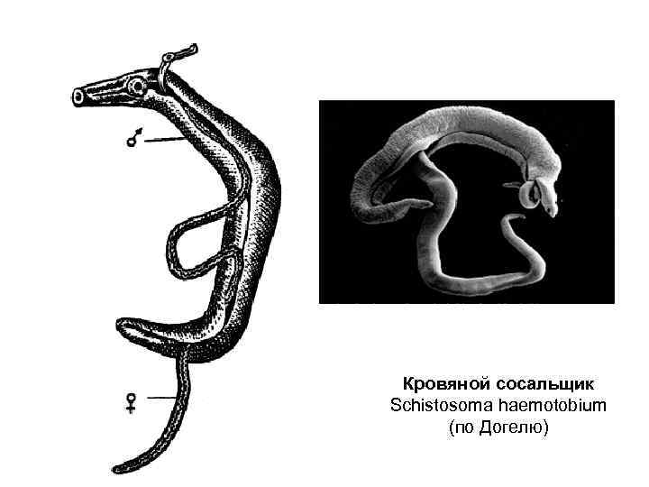 Кровяной сосальщик Schistosoma haemotobium (по Догелю) 