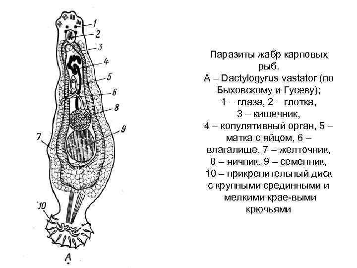 Паразиты жабр карповых рыб. А – Dactylogyrus vastator (пo Быховскому и Гусеву); 1 –