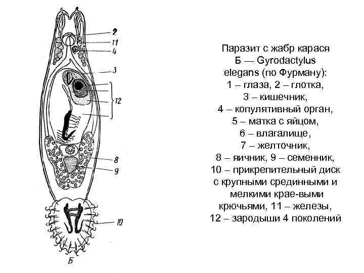 Паразит с жабр карася Б — Gyrodactylus elegans (по Фурману): 1 – глаза, 2