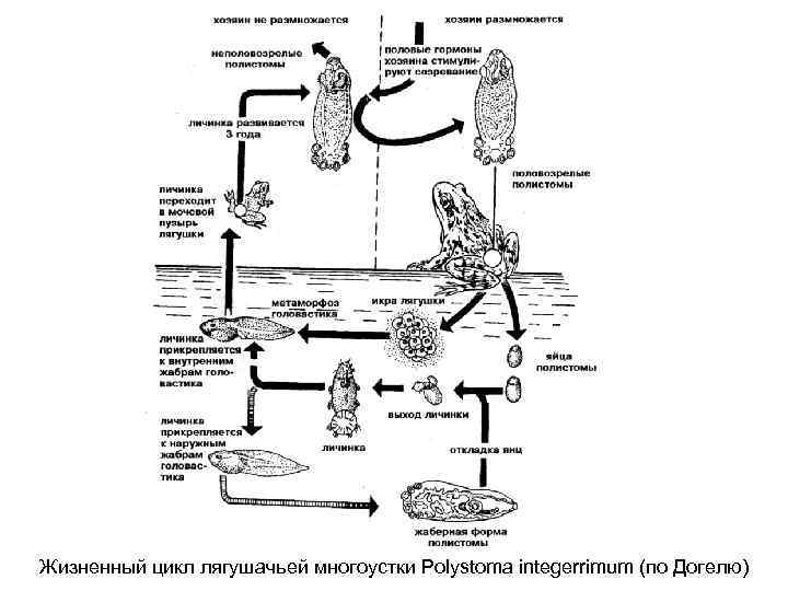 Жизненный цикл лягушачьей многоустки Polystoma integerrimum (по Догелю) 