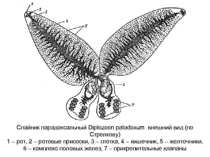 Спайник парадоксальный Diplozoon patadoxum внешний вид (по Стрелкову) 1 – рот, 2 – ротовые